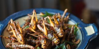comerias?-estudo-aponta-barreiras-ao-uso-de-insetos-como-alimento