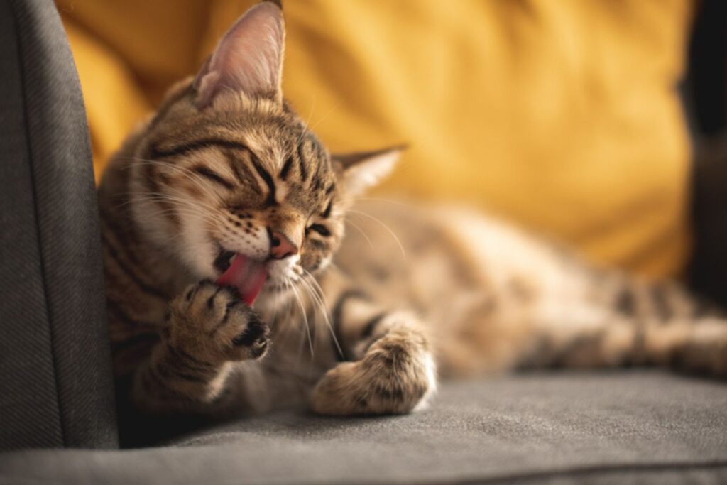 conheca-as-7-racas-de-gato-mais-energicas-e-animadas