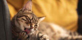 conheca-as-7-racas-de-gato-mais-energicas-e-animadas