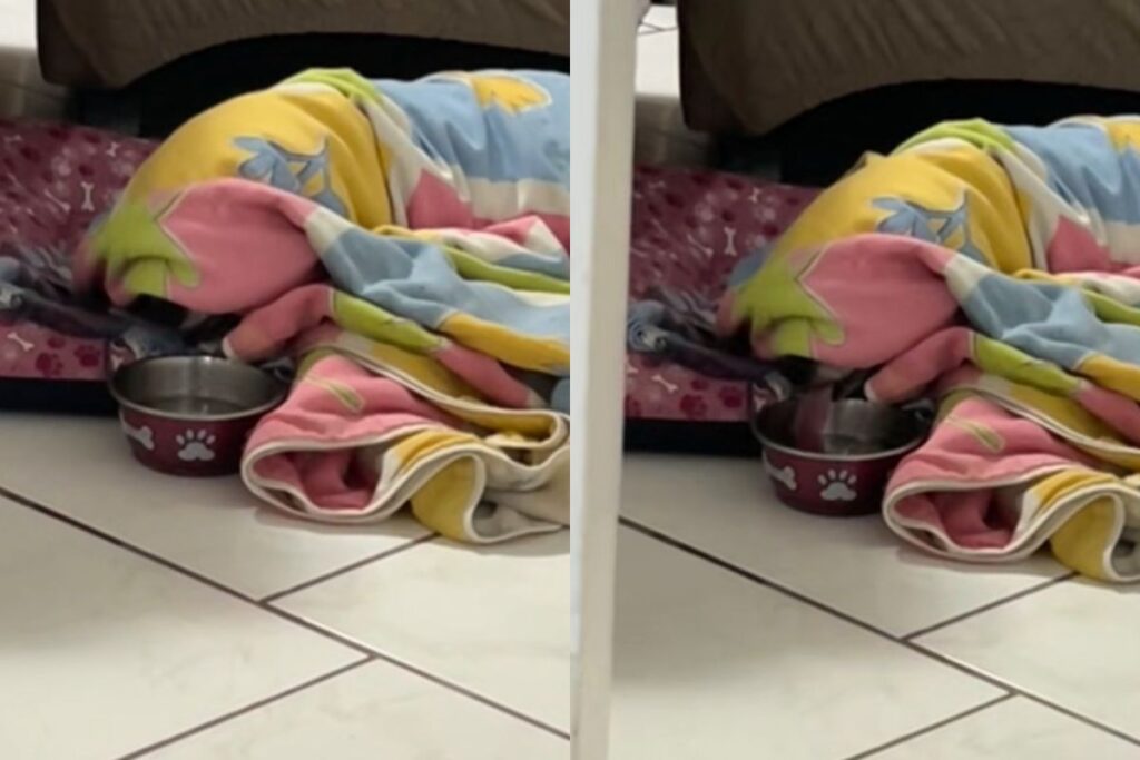 video:-cadela-preguicosa-viraliza-ao-beber-agua-sem-sair-da-coberta