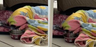 video:-cadela-preguicosa-viraliza-ao-beber-agua-sem-sair-da-coberta