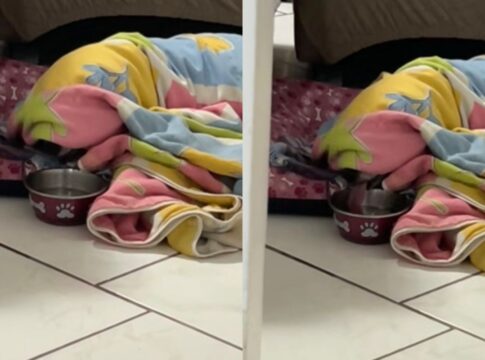 video:-cadela-preguicosa-viraliza-ao-beber-agua-sem-sair-da-coberta