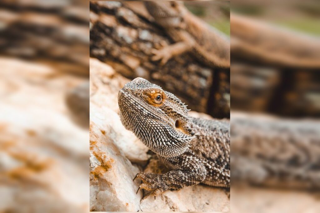 zoo-de-brasilia-abre-enquete-para-escolha-de-nomes-de-dragoes-barbudos