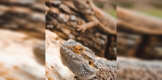 zoo-de-brasilia-abre-enquete-para-escolha-de-nomes-de-dragoes-barbudos