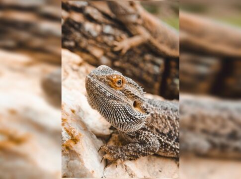 zoo-de-brasilia-abre-enquete-para-escolha-de-nomes-de-dragoes-barbudos