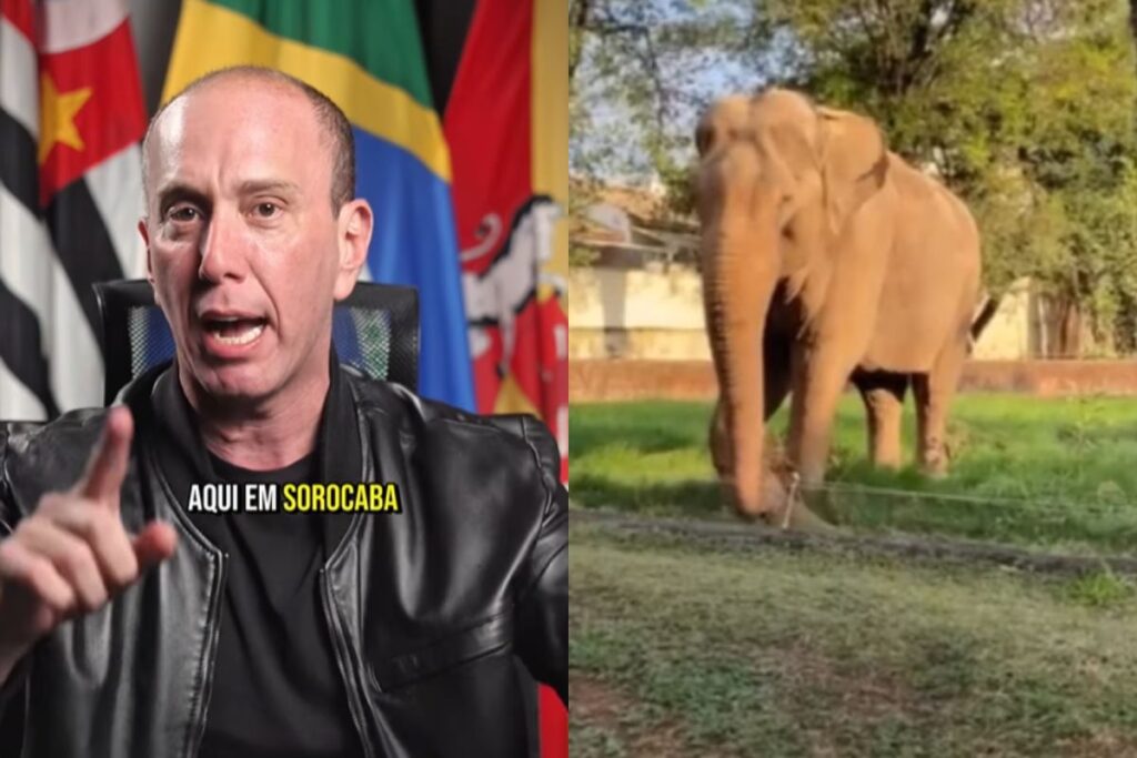 “lacracao”,-diz-prefeito-tiktoker-sobre-campanha-pro-elefante-sandro