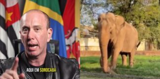 “lacracao”,-diz-prefeito-tiktoker-sobre-campanha-pro-elefante-sandro
