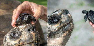 tartaruga-de-135-anos-e-pai-pela-1a-vez-e-pode-bater-recorde