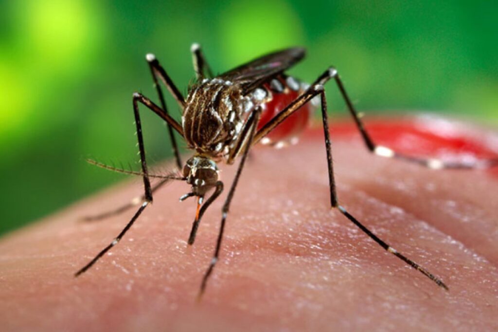 jundiai-confirma-primeiro-caso-de-chikungunya-neste-ano