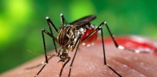 jundiai-confirma-primeiro-caso-de-chikungunya-neste-ano
