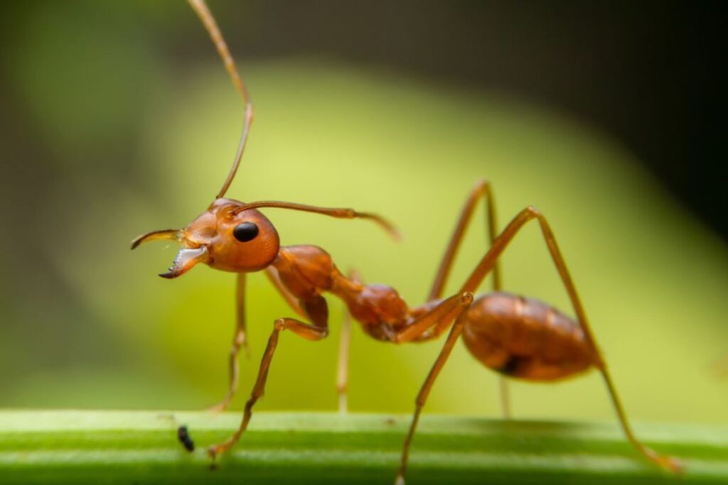 homem-tenta-queimar-formigueiro-e-incendeia-a-propria-casa