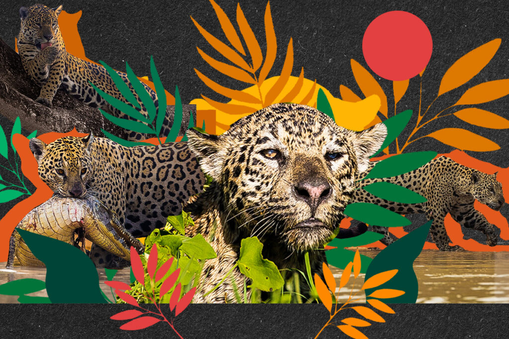 familia-de-oncas-viraliza-com-cenas-raras-da-vida-selvagem-no-pantanal