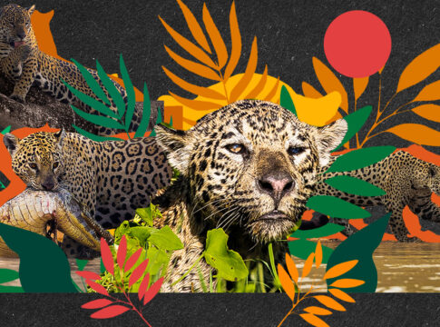 familia-de-oncas-viraliza-com-cenas-raras-da-vida-selvagem-no-pantanal