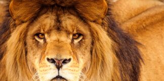 carta-aos-meus-filhos-sobre-animais-perigosos,-e-o-que-fazer