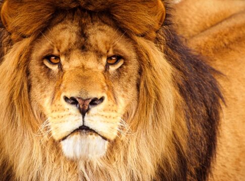 carta-aos-meus-filhos-sobre-animais-perigosos,-e-o-que-fazer