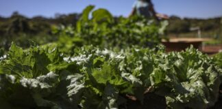 parceria-destina-r$-299-milhoes-para-agricultura-familiar-na-bahia