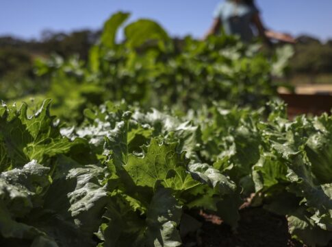 parceria-destina-r$-299-milhoes-para-agricultura-familiar-na-bahia