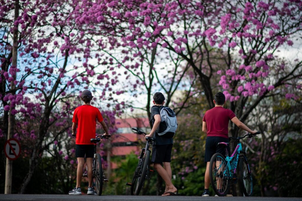 fotos:-florada-de-ipes-roxos-colore-as-ruas-do-distrito-federal
