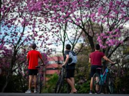 fotos:-florada-de-ipes-roxos-colore-as-ruas-do-distrito-federal