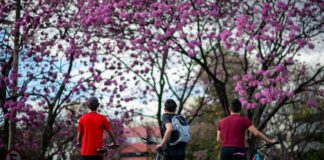 fotos:-florada-de-ipes-roxos-colore-as-ruas-do-distrito-federal