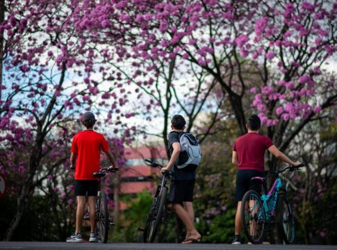 fotos:-florada-de-ipes-roxos-colore-as-ruas-do-distrito-federal