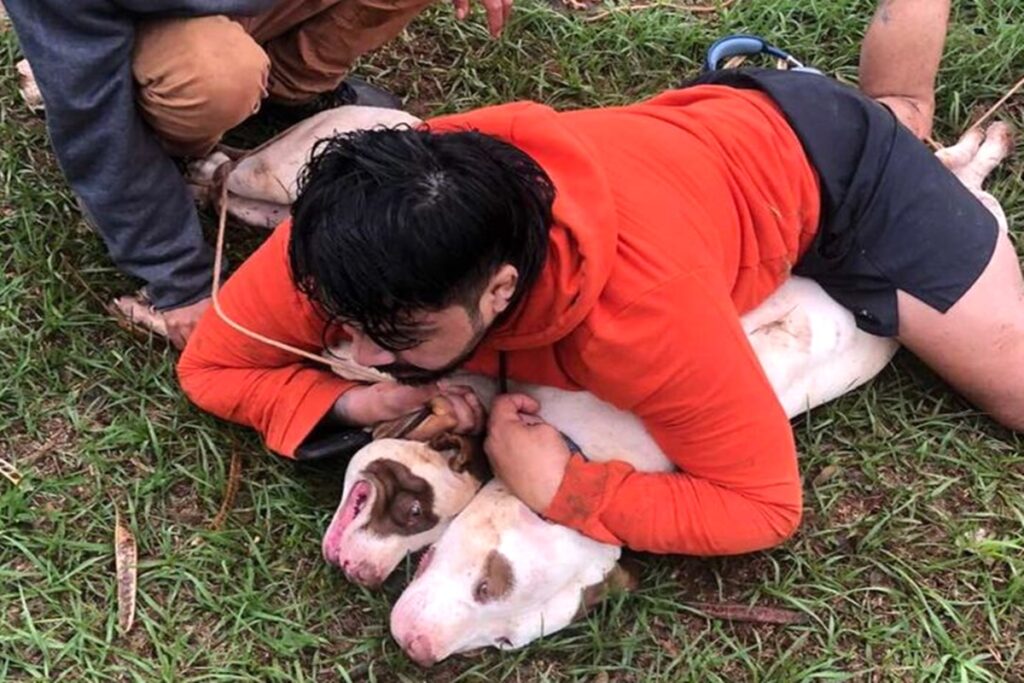 “foi-por-pouco”:-lutador-imobiliza-dois-pit-bulls-apos-sofrer-ataque