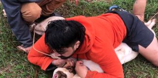 “foi-por-pouco”:-lutador-imobiliza-dois-pit-bulls-apos-sofrer-ataque