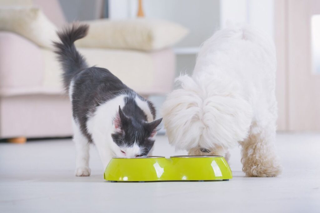voce-esta-alimentando-seu-pet-corretamente?