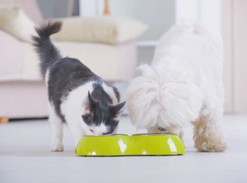 voce-esta-alimentando-seu-pet-corretamente?