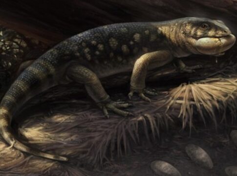 lagarto-pre-historico-gigante-ganha-nome-de-personagem-de-o-hobbit