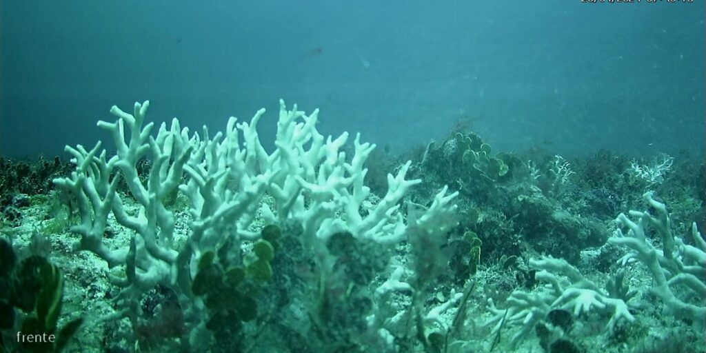 edital-do-bndes-destina-r$-43-milhoes-para-protecao-de-ilhas-oceanicas