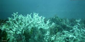 edital-do-bndes-destina-r$-43-milhoes-para-protecao-de-ilhas-oceanicas