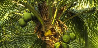 fruta-ajuda-a-emagrecer-e-acelera-metabolismo,-mas-poucos-sabem-disso
