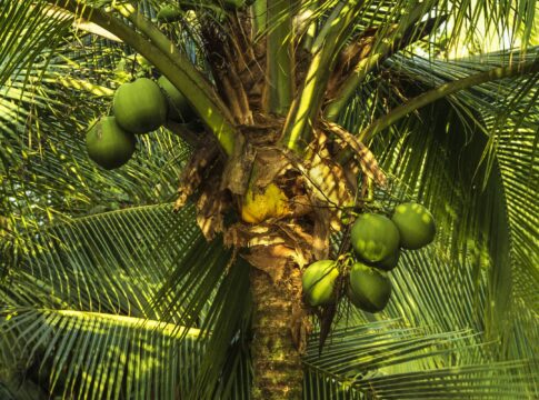 fruta-ajuda-a-emagrecer-e-acelera-metabolismo,-mas-poucos-sabem-disso