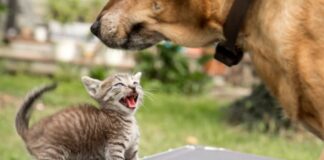 gato-estressado?-saiba-como-o-cheiro-de-outros-pets-pode-incomoda-los