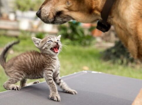 gato-estressado?-saiba-como-o-cheiro-de-outros-pets-pode-incomoda-los