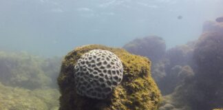 unesco-reconhece-projeto-brasileiro-que-busca-preservar-corais-em-pe