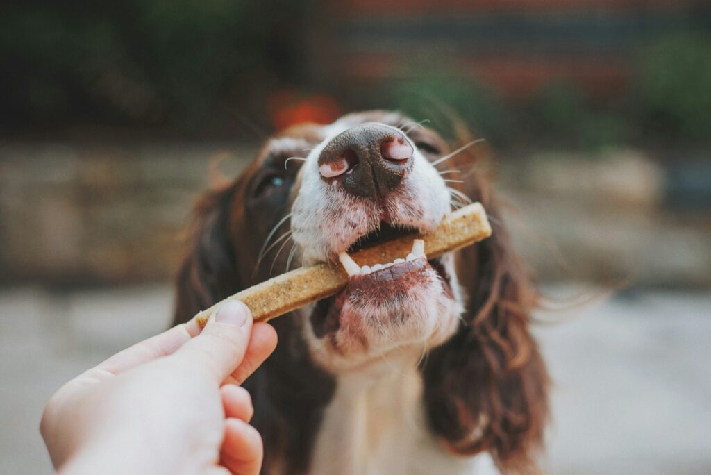 confira-os-sinais-de-que-o-seu-cachorro-esta-estressado