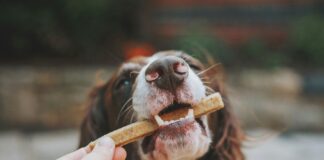 confira-os-sinais-de-que-o-seu-cachorro-esta-estressado