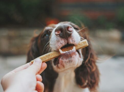 confira-os-sinais-de-que-o-seu-cachorro-esta-estressado