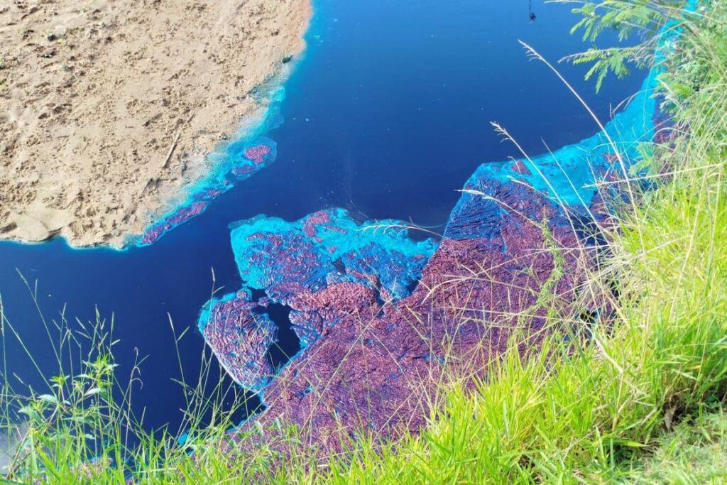 patos-azuis:-empresas-envolvidas-em-crime-ambiental-pagarao-r$-370-mil