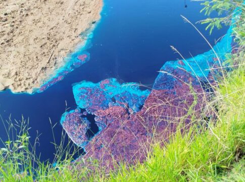 patos-azuis:-empresas-envolvidas-em-crime-ambiental-pagarao-r$-370-mil