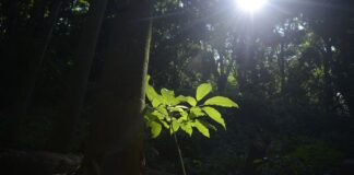 sesc-sao-paulo-tem-programacao-especial-na-semana-do-meio-ambiente