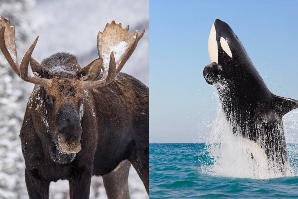 saiba-por-que-orcas-estao-atacando-alces-durante-travessias-aquaticas