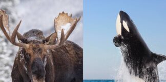 saiba-por-que-orcas-estao-atacando-alces-durante-travessias-aquaticas