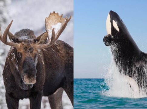 saiba-por-que-orcas-estao-atacando-alces-durante-travessias-aquaticas