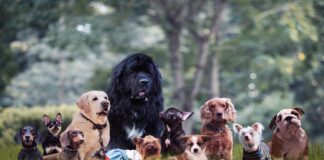 saiba-quais-as-7-racas-de-cachorro-mais-independentes