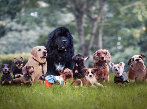 saiba-quais-as-7-racas-de-cachorro-mais-independentes