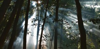 veiculos-da-ebc-exibem-filmes-sobre-preservacao-e-sustentabilidade