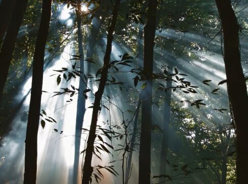 veiculos-da-ebc-exibem-filmes-sobre-preservacao-e-sustentabilidade